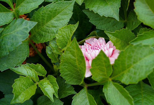 小丽菊