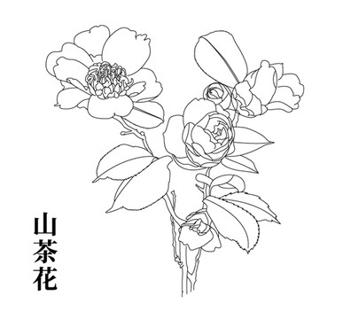 山茶花