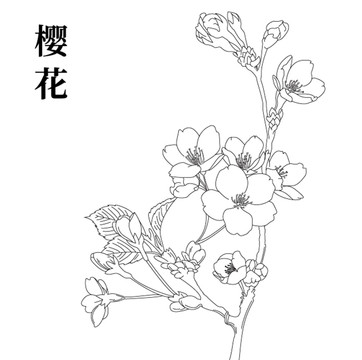 樱花