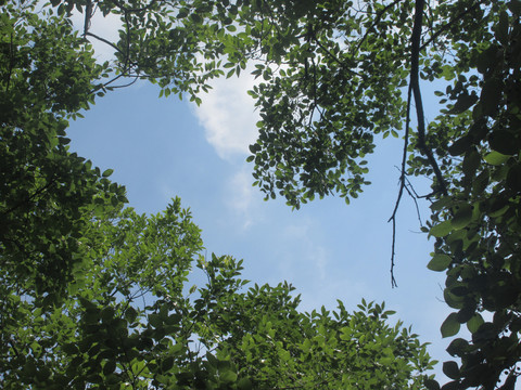 绿植天空边框