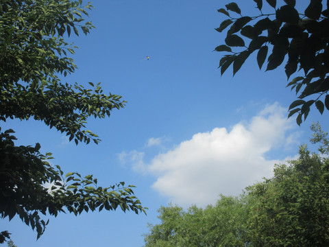 绿植天空边框