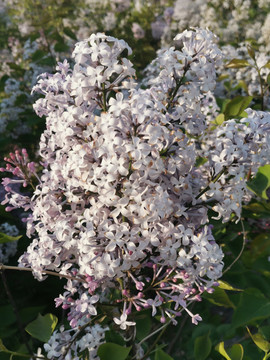 丁香花