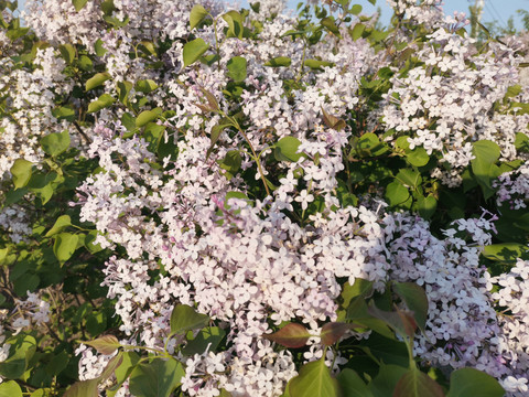 丁香花