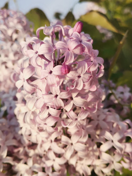 丁香花