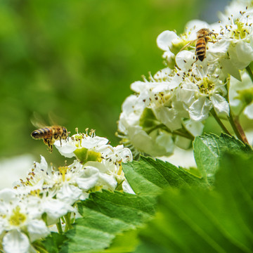 两只在山楂花上采蜜的蜜蜂