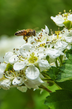 一只采蜜的蜜蜂与山楂花
