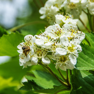 一只采蜜蜜蜂与山楂花与绿叶