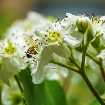 一只采蜜蜜蜂扎到山楂花上