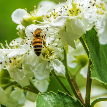 一只正在山楂花上采蜜的蜜蜂
