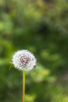 春天的蒲公英花特写