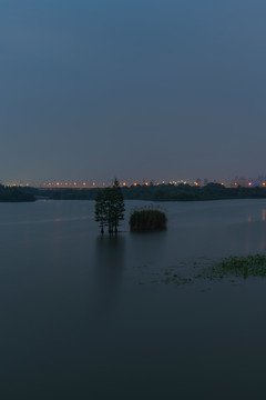 武汉东湖水中的树