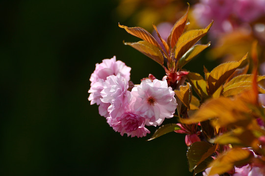 樱花