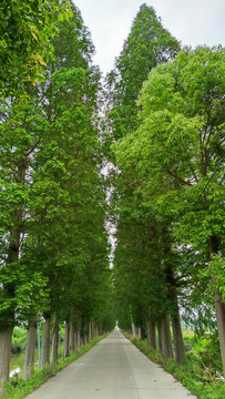 乡间小路松树