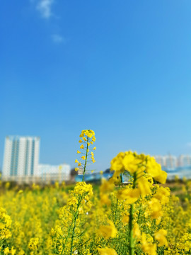 黄色油菜花