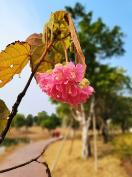 非洲芙蓉