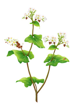 蕎麥?zhǔn)掷L插畫