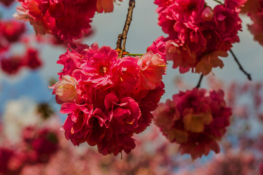 云南樱花特写