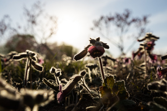地黃花