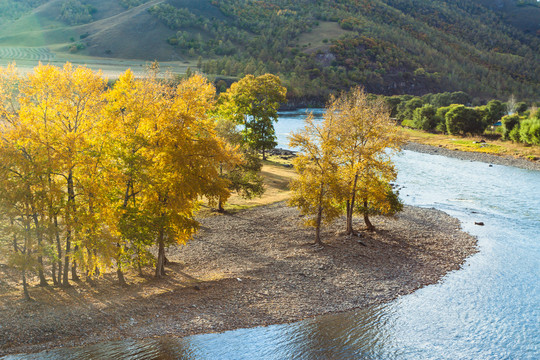 秋季河边金色杨树林