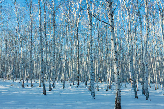 冬季雪原白桦树林蓝天