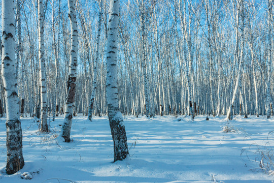 雪原雪地光影白桦树林