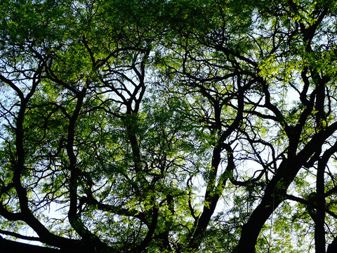 绿植树枝