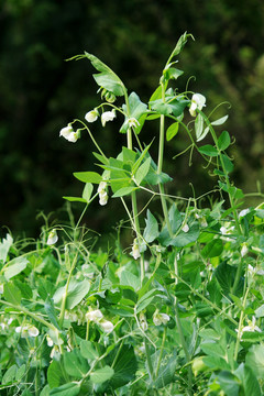 豌豆开花