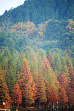 秋天的山林