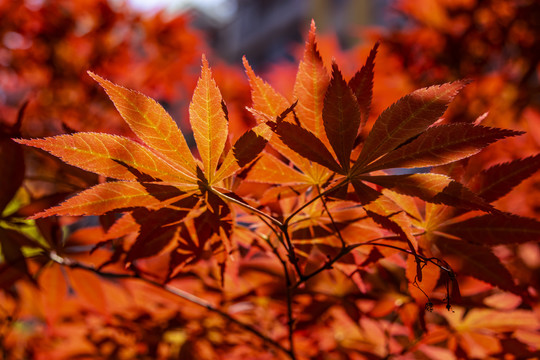 紅楓葉