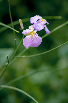 诸葛菜