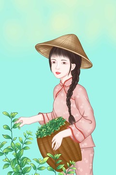 茶葉插畫