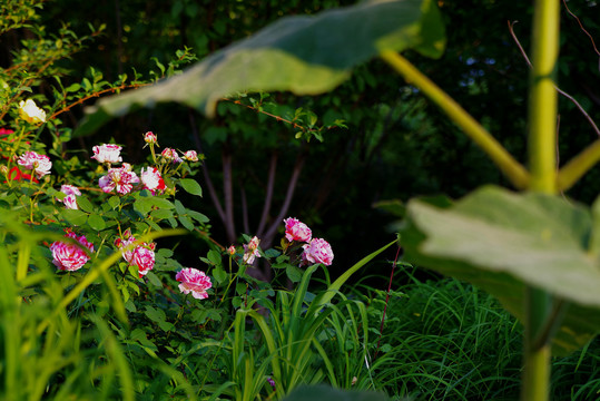 五月路边月季花