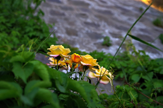 五月路边月季花