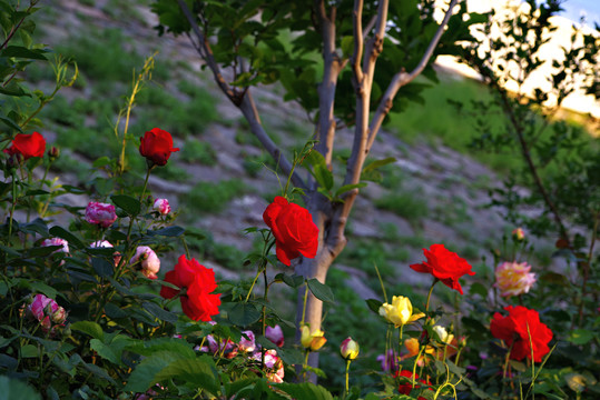 五月路边月季花