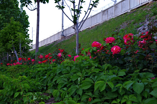 五月路边月季花