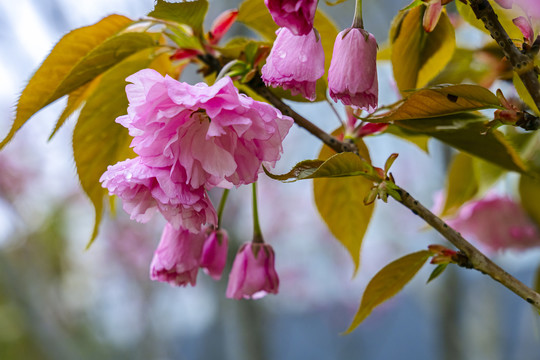 樱花