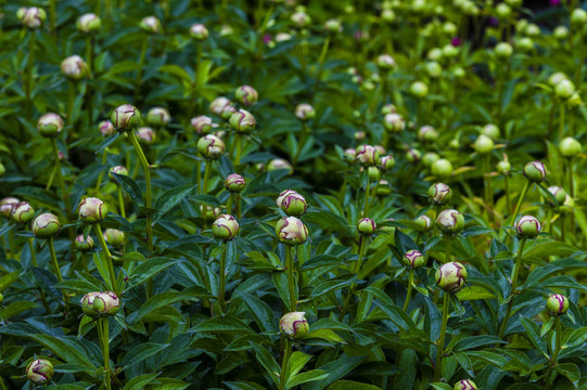 芍药花花蕾