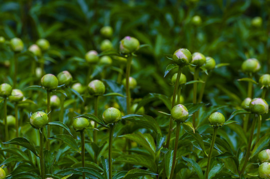 芍药花花蕾