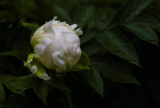 含苞欲放的芍药花