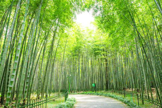 仰拍竹林