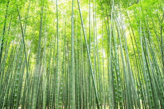 竹子