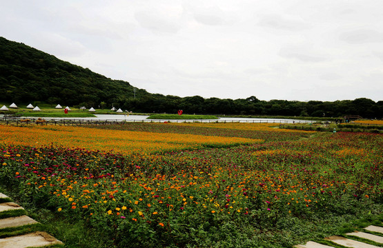 乡村花海