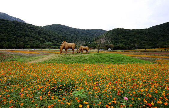 乡村花海