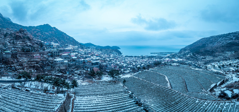 崂山茶园