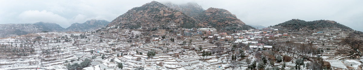 崂山茶园春雪