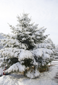 大雪压青松