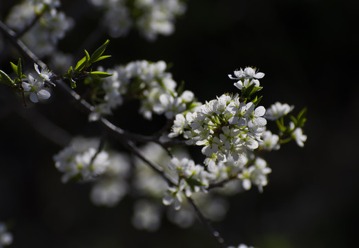 山丁子花