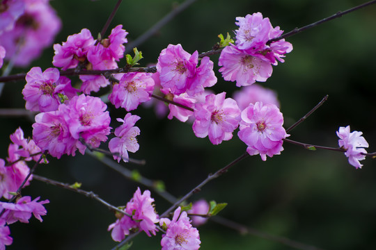 榆叶梅花