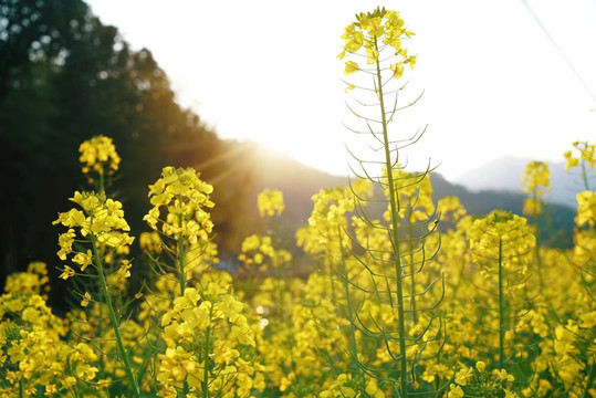 油菜花