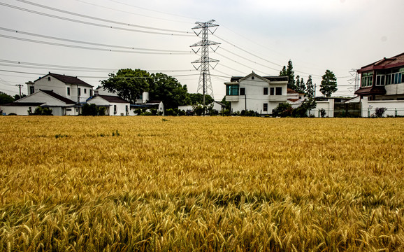 小满芒种新农村